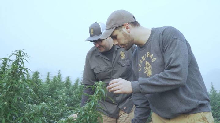 Kentucky hemp company sues Tennessee over new regulations