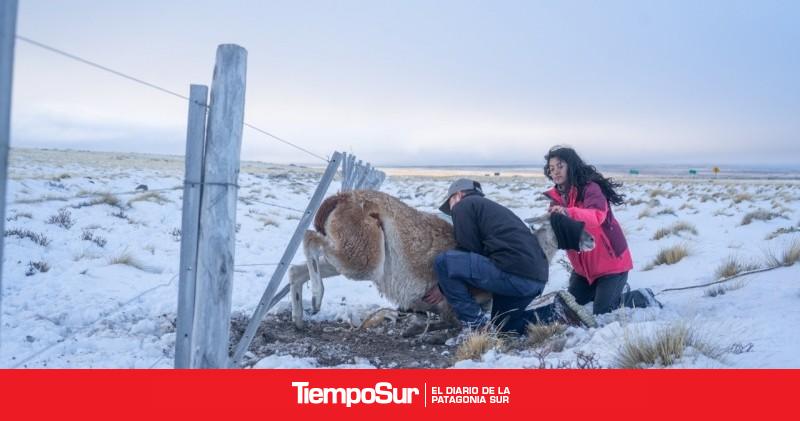 Cómo trabajan para evitarlo Cada año mueren 27.000 guanacos en los alambrados