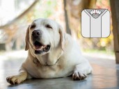 Sobrepeso y obesidad en perros: señales, riesgos y consecuencias