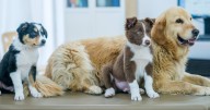 Vet shares five dog breeds that cost owners the most in vet bills