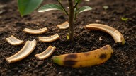 Para qué sirve dejar cáscaras de banana al pie de los limoneros y cuáles son sus beneficios