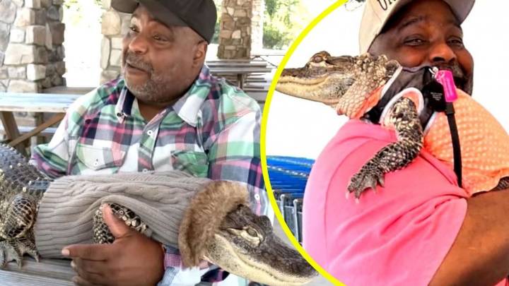 Tiene hasta ropita: Supermercado niega la entrada a hombre con caimán mascota, que asegura que es un "animal de apoyo emocional"