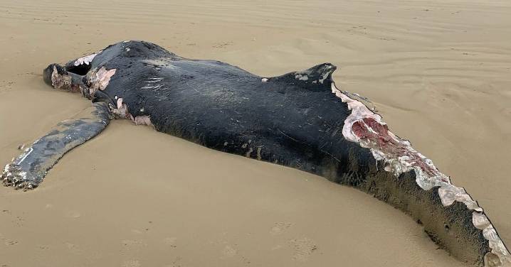Sandy Point Beach whale: Whale dies after washing ashore on Victorian beach