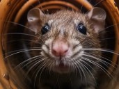 Leptospirosis: cómo prevenir la peligrosa enfermedad que se transmite de animales a humanos