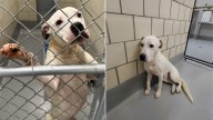 Georgia Shelter Dog Sticks His Paws Through Kennel Bars, Pleading For A Chance