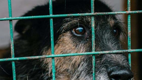 A la cárcel el hombre que quemó vivo a un perro en Pasto