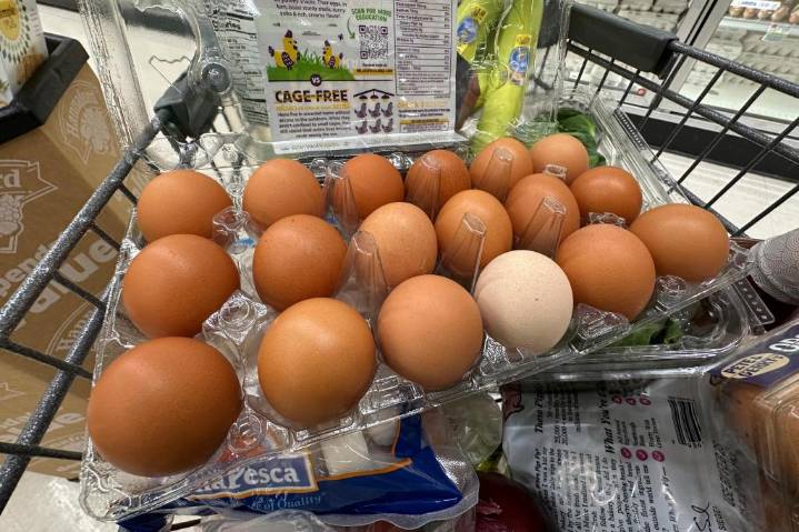 Black Sheep Egg recalls free-range brown eggs for salmonella
