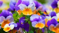 La planta todoterreno que debes cultivar antes de la primavera para que estalle de flores en verano