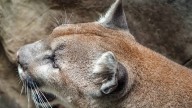 Kootenai County grand jury indicts 3 people for alleged poaching of 4 mountain lions, 8 bobcats