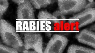8th positive rabies case confirmed in Mecklenburg County