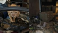 Acumuladora murió hace 12 días y en su casa quedaron 25 gatos abandonados