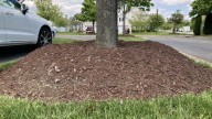 Expert says common gardening practice is choking trees: a landscaping ‘epidemic’