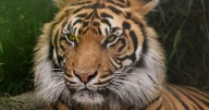 Paignton Zoo's future uncertain as trust explores outside investment