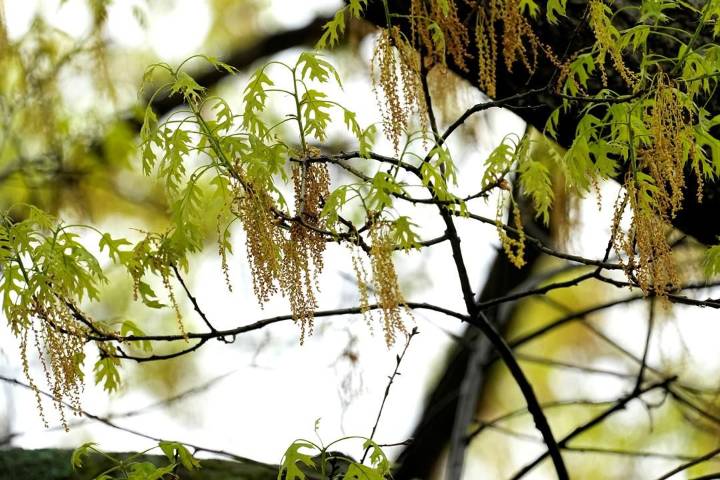 DEC Temporarily Closes Footbridge at Birdseye Hollow State Forest in Steuben County