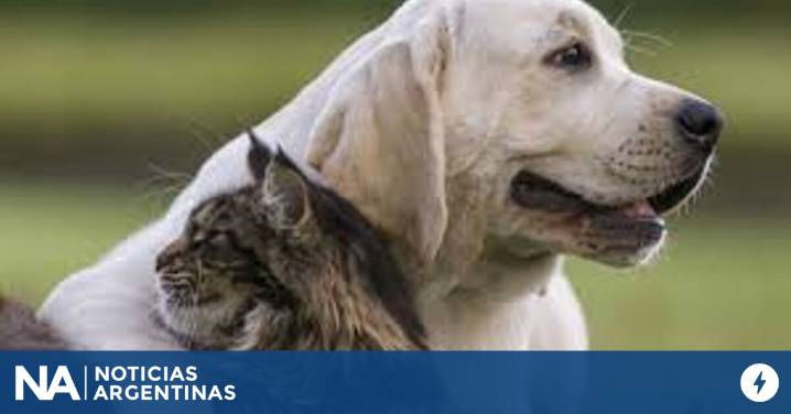 Chubut: investigan a un hombre acusado de matar a tres perros con veneno letal para humanos