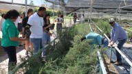Entrega Cluster Minero 3 mil árboles al municipio de Delicias