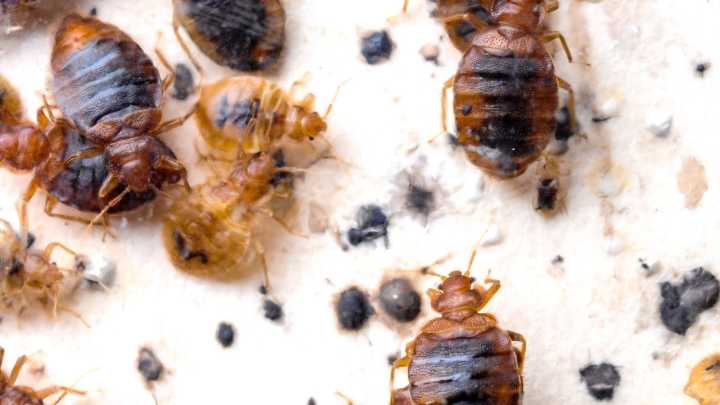 Is that a bed bug? What they look like, how to know if you have them