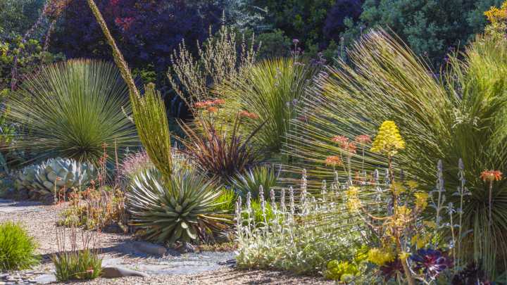 The Colorful Full-Sun Succulent That Thrives When You Deadhead It