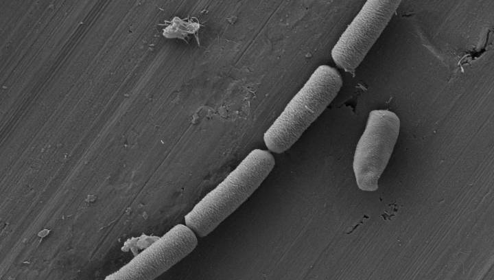 New Bacteria-Infused "Living Cement" Could Power The Future