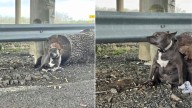 Texas Rescue Finds A Pittie Girl Left Alone And Injured Under A Freeway