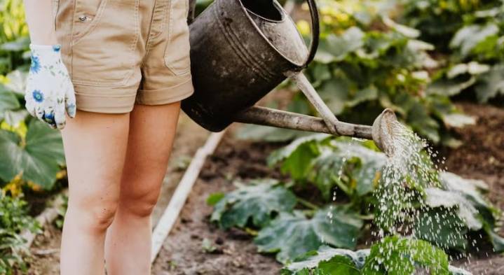 Qué plantas podés regar con el agua del aire acondicionado