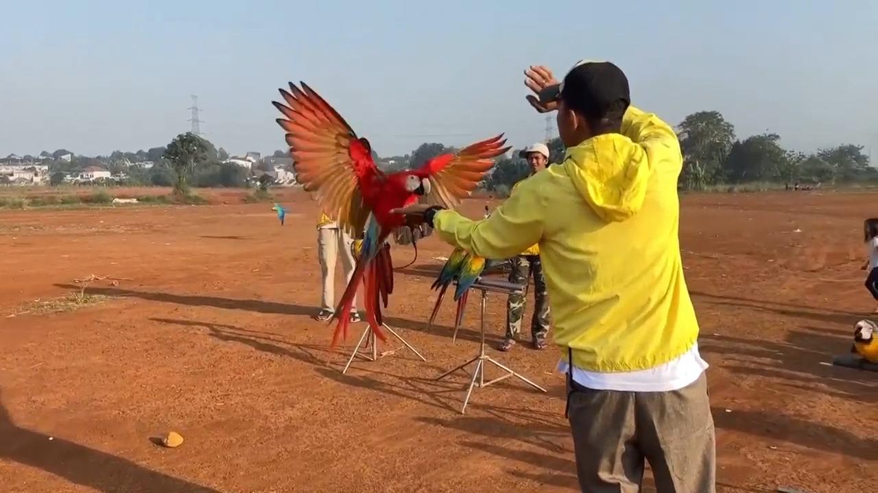 Indonesian motorbike mechanic becomes a macaw trainer