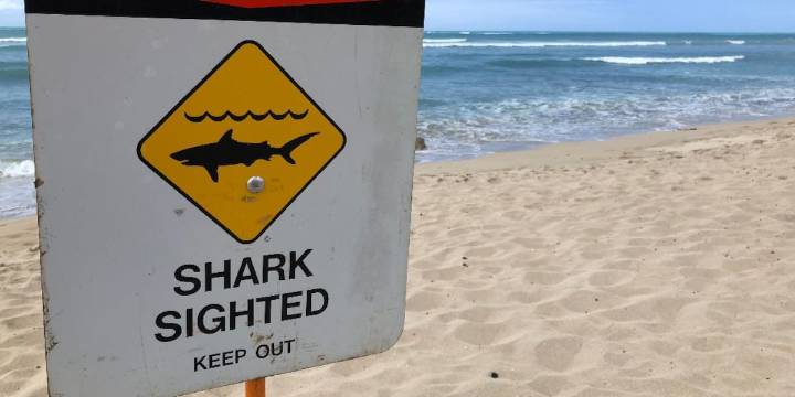 Shark spotted off South Oahu shore