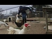 Donor kicks in $50,000 match for new monthly donations to Charlotte area bird rescue in need