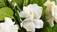 Planta de jazmín: cuánto tiempo tarda en dar flores una vez plantado
