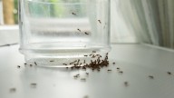 The Quick And Easy Way To Clean Up Ants In A Pinch