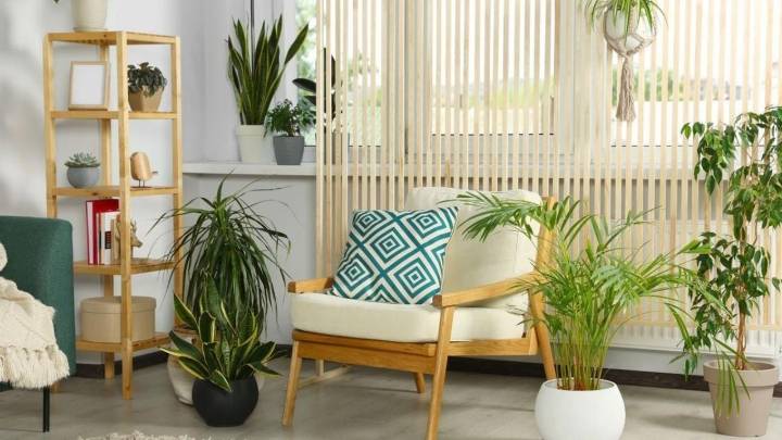 5 plantas XL para tu living que están de moda y que le dan un aire sofisticado a tu hogar