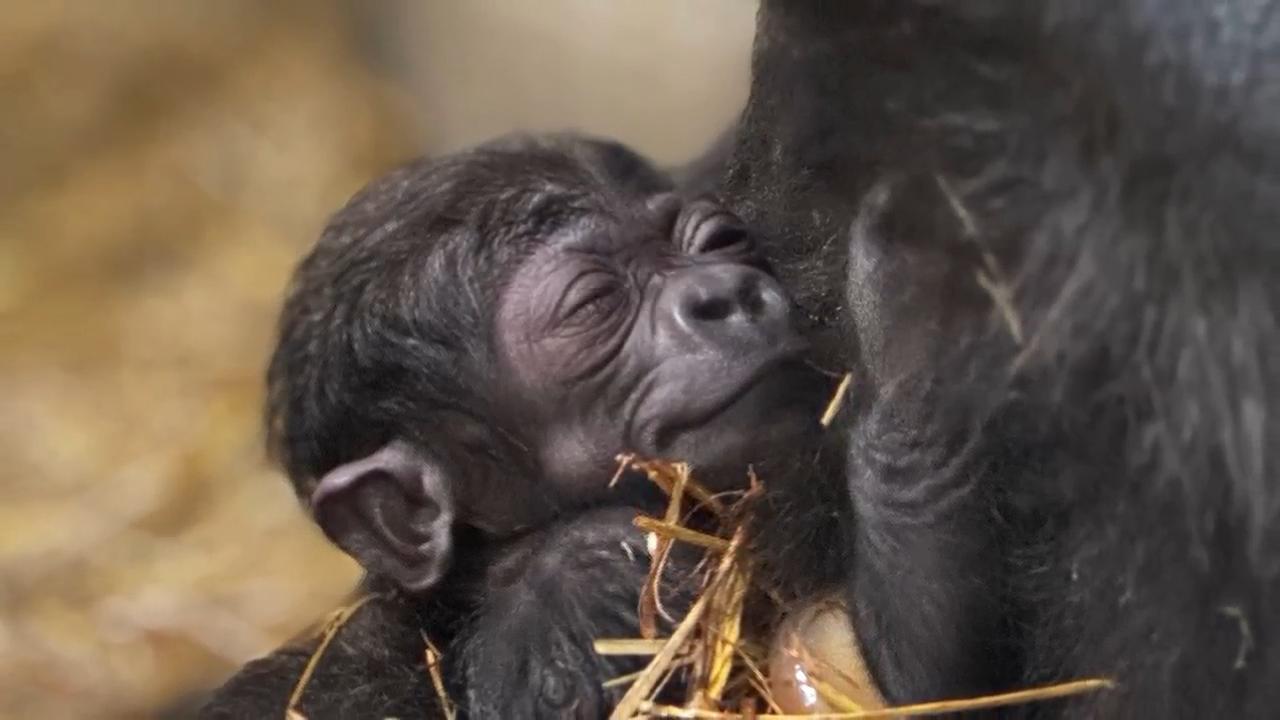 Endangered Western lowland gorilla baby born at Cincinnati Zoo & Botanical Garden in Ohio