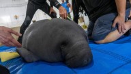 3 manatees arrive at Columbus Zoo for rehabilitation