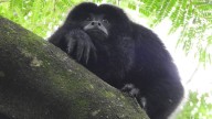 Día Internacional de los Primates: esfuerzos científicos que empoderan a comunidades en Sudamérica para conservar especies y sus ecosistemas