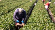 Remesas mantienen tendencia a la baja en México: caen 5.5% interanual en julio