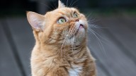 Un gato fue alcalde por más de 20 años de un pueblo en Estados Unidos