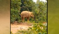 Elephant with ‘gunshot wound’ spotted in Telkoi forest in Odisha, locals express concerns