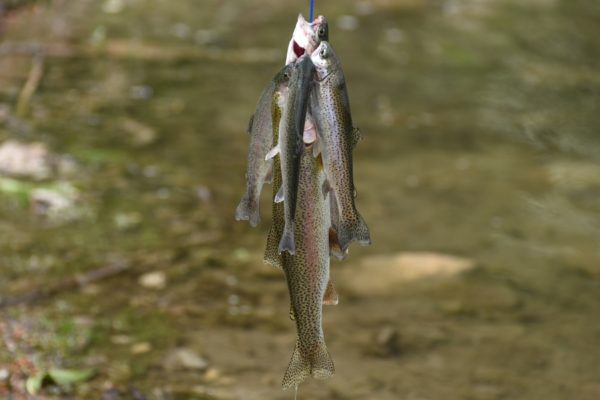 Here’s when Fish and Game will release 14,000 rainbow trout in local reservoirs, ponds and rivers