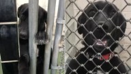 Washington Shelter Dog Who Greeted People Through Kennel Bars Finally Found A Home