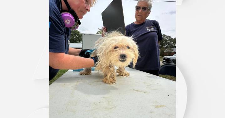 50+ dogs rescued from Henderson County home