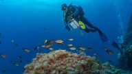 Un estudio del Imedea revela la importancia de las reservas marinas para proteger y conectar las poblaciones de peces