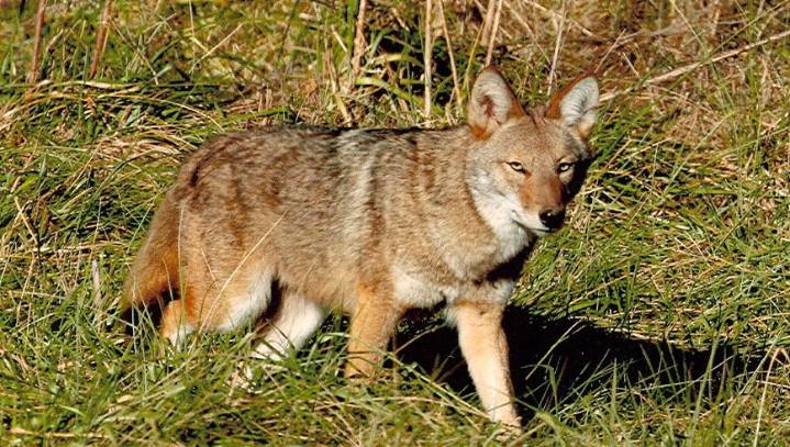 What should you do if confronted by a coyote? Here's what to know.