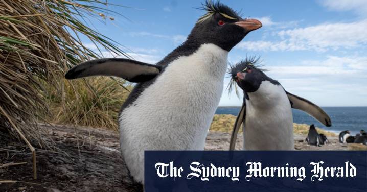 Penguin tourism: What I learned on a mission to see all 18 species