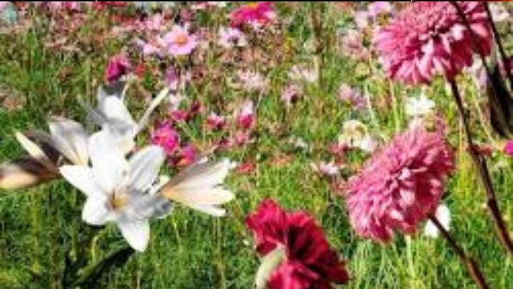 La primavera y el almanaque: ¿cuándo empieza de verdad la estación de las flores?