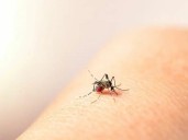 Registran aumento de 23 casos de dengue en Hidalgo en la última semana