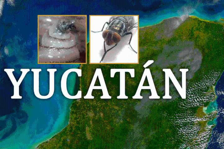 El gusano barrenador del ganado afecta al 60% de Yucatán: Así se extendió en seis meses