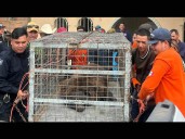 Entregan al Centro Ecológico de Sonora oso capturado en Agua Prieta