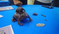 Hyderabad scientists race to save 80-million-year-old frog ‘Jewel of Gondwana’ from extinction