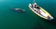 El Golfo San Matías abrió la temporada de avistaje y el finde celebra las «Infusiones de Mar»