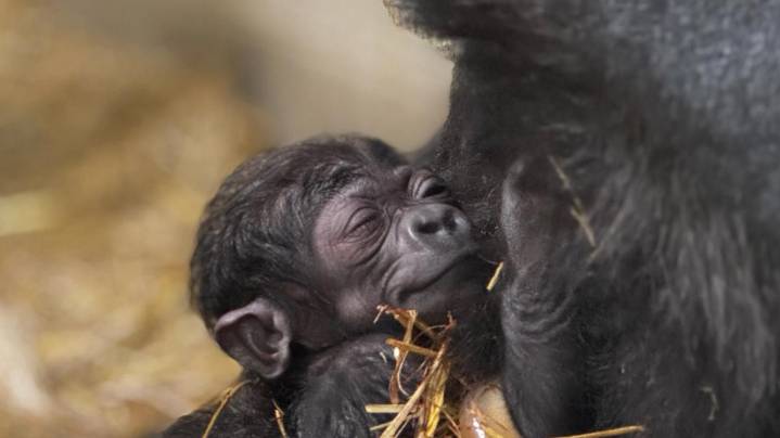 Cincinnati zoo celebrates birth of baby gorilla